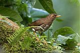 Forest Thrush